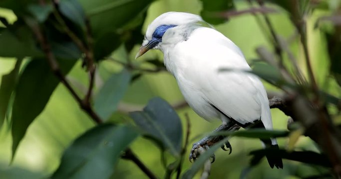 Bali myna