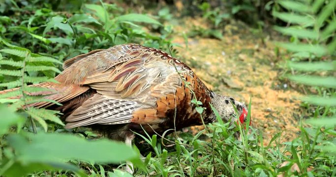Rothschild peacock pheasant