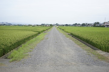 Fototapeta premium Landscape of rice or paddy field starting to ripe and change color to yellow at Zama, Kanagawa, Japan on summer.