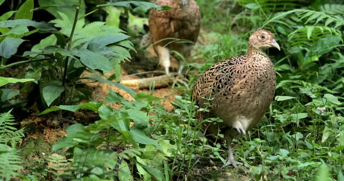 Rothschild peacock pheasant in the forest