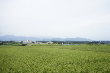 Fototapeta na wymiar Landscape of rice or paddy field starting to ripe and change color to yellow at Zama, Kanagawa, Japan on summer.