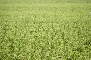 Landscape of rice or paddy field starting to ripe and change color to yellow at Zama, Kanagawa, Japan on summer.