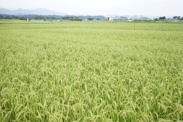 Landscape of rice or paddy field starting to ripe and change color to yellow at Zama, Kanagawa, Japan on summer.