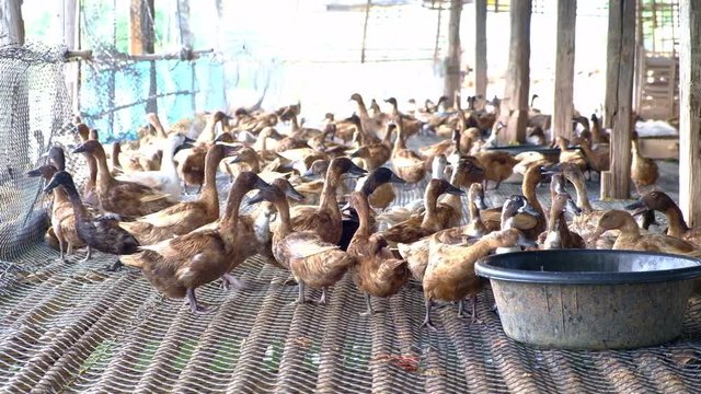 Duck eating food in farm, traditional farming in Thailand, 4k, UHD 