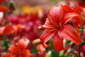 Fototapeta premium Red lily on a motley background./A considerable quantity of the Asian lilies create a motley background for a bright red lily.