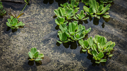 A fish in the river