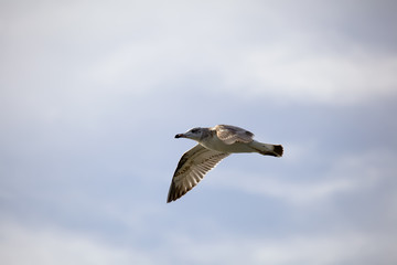 Flying seagull against the blue sky background.
Wild nature of Russia.
