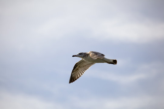 Flying seagull against the blue sky background.
Wild nature of Russia.