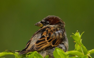Spatz  Seitenprofil 