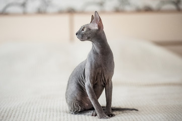 A beautiful gray sphinx cat sitting on a white background.