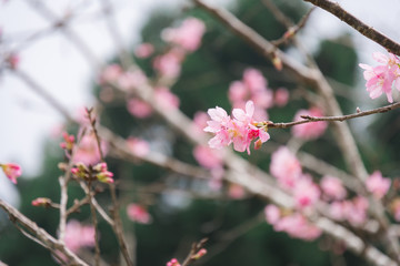 beautiful blooming pink sakura flowers (Yaezakura) are in front of soft natural background, Taiwan.