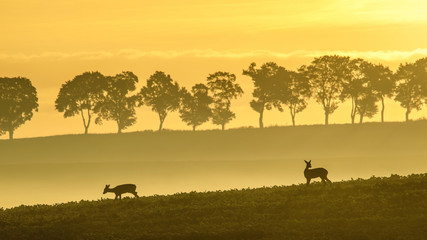 Sylwetki saren o świcie © joannak24