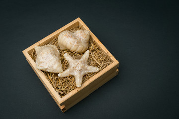 seashells in wood box black blackground