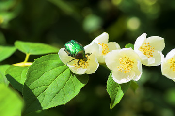 Chafer on a white jasmine flower