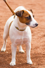 dog of terrier Close-up