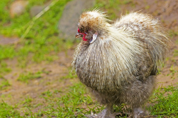 Domestic Chicken close-up