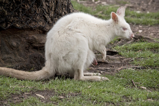 albino wallaby and joey