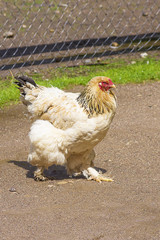 Domestic Chicken close-up
