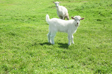 Obraz premium Cute goats on green meadow