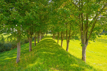 Obraz premium Trees along a field in sunlight in summer