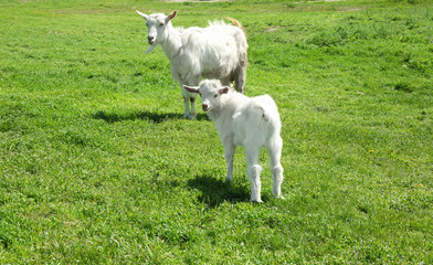 Cute goats on green meadow
