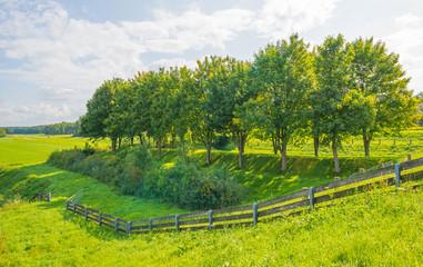 Fototapeta na wymiar Trees along a field in sunlight in summer