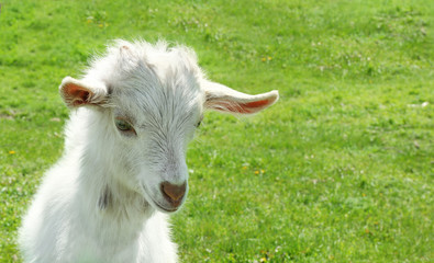 Cute little goat on green meadow