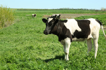 Fototapeta premium Cute cow grazing on green grass