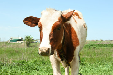 Fototapeta na wymiar Cute cow grazing on green grass