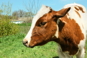 Cute cow grazing on green grass