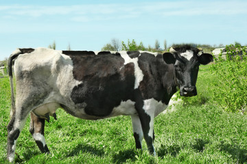 Naklejka na ściany i meble Cute cow grazing on green grass