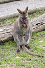 red necked wallaby