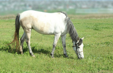 Obraz na płótnie Canvas Horse grazing on green grass