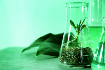 Plant in flask on table at laboratory