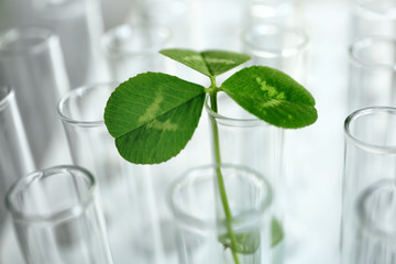 Plant in test tube, closeup
