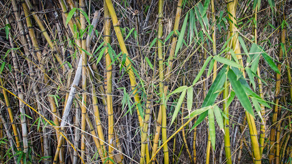 Fototapeta premium A bush of bamboo