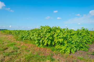 Fototapeta na wymiar Field with vegetables in sunlight in summer
