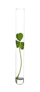 Plant in test tube on white background
