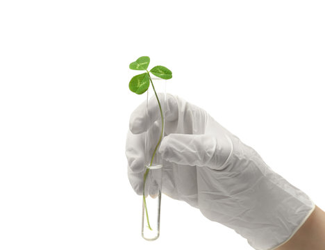 Female hand in glove holding test tube with plant on white background