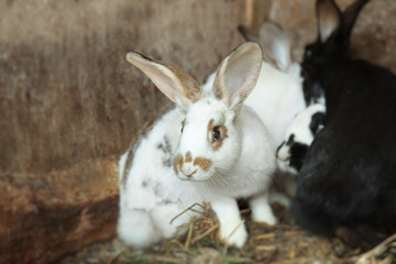 Adorable domestic rabbits in hutch