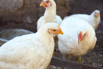 Domestic chickens at the farm