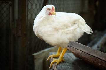 Domestic chicken at the farm