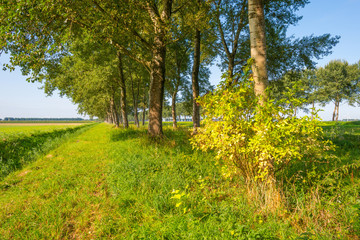 Trees along a field in sunlight in summer