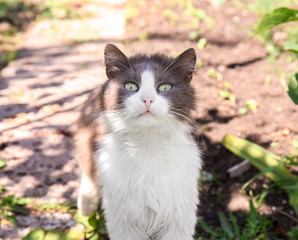 Adorable cat outdoors on sunny day