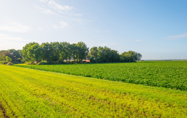 Field with vegetables in sunlight in summer
