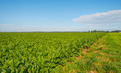 Field with vegetables in sunlight in summer
