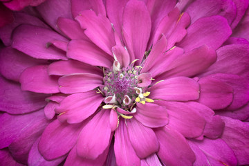 purple zinnia flower background