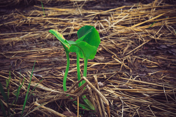 Happy Life at country home