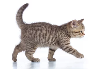 Papier Peint photo Lavable Chat scottish cat kitten walking isolated on white background