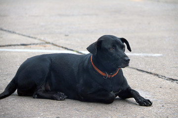 Thai black stray dog laying down on the street. It is a dog that lives on the streets or temple and does not have an owner.